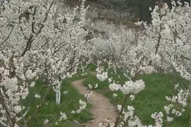 贵州桐梓：樱桃花开春满园视频封面