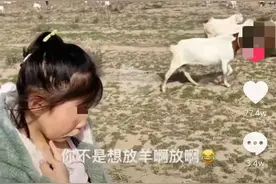 7岁女孩不想学习被妈妈带去放羊，数不过来崩溃大哭态度秒变图片