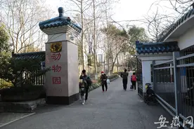 老虎饿得皮包骨头？芜湖赭山公园回应：是生病了图片