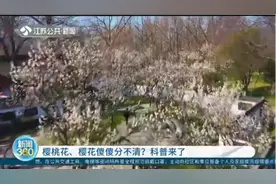 樱桃花、樱花傻傻分不清？属不同种类，南京鸡鸣寺的是樱桃树视频封面