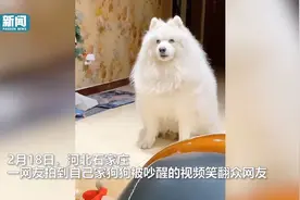 狗子被楼上邻居吵醒 对着天花板翻白眼叹气 一脸无奈表情笑翻网友图片