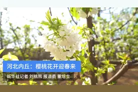 河北内丘：樱桃花开迎春来视频封面