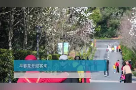 早春花开迎客来视频封面
