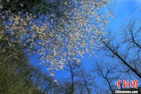 美爆了！春光无限好 山谷野樱开图片