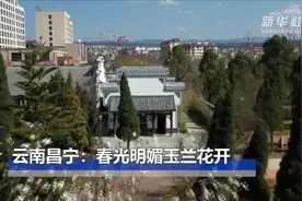 云南昌宁：春光明媚玉兰花开视频封面