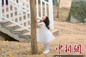 广西南宁黄花风铃木盛放 游客畅游“黄金花海”图片