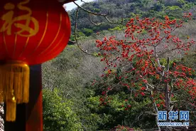 海南三亚：又是一年木棉红 恰到春来展俏颜图片