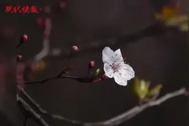 花都开好了！一起在南京转角遇见春图片