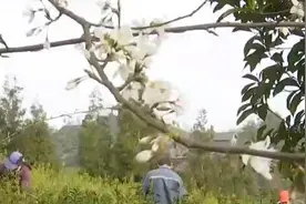 又是一年春来早 | 春到茶山采制新茶正当时 采茶工人收入增加图片