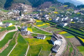 广元朝天：山谷5000亩樱花盛开“樱花经济”搅热乡村旅游图片