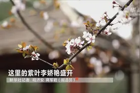 这里的紫叶李娇艳盛开视频封面