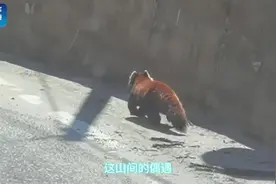 萌化了！在云南高黎贡山偶遇小熊猫视频封面