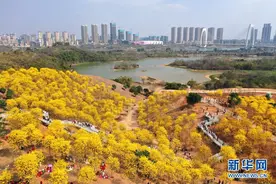 南宁黄花风铃木迎春绽放图片