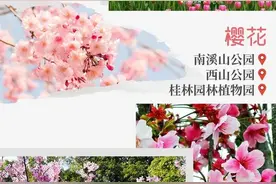 桂林市区赏花地图来了！每一处都美到惊艳图片