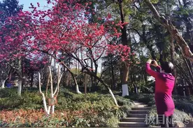 江城早樱快步跑来喜报春！降雨降温开启，何日樱满江城图片