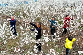 樱桃疏花、“春见”上市、春茶采摘……他们“开工了”图片