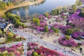 【“飞阅”中国】梅花盛开春意浓视频封面