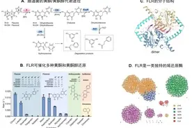 研究发现肠道梭菌中新型黄酮还原酶及其生理功能图片