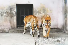 赭山动物园老虎怎么了？图片