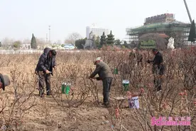 今年菏泽牡丹最早三月盛开 牡丹专家花田正忙图片