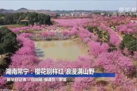 湖南常宁：樱花别样红 浪漫满山野视频封面