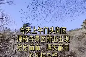遮天蔽日！今早千万只鸟盘旋在潭柘寺周边上空，专家解谜图片