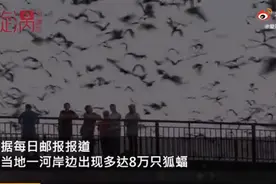 澳大利亚一地遭8万狐蝠入侵，黑压压一片场面十分骇人图片