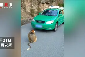 陕西一出租车路过山林被金丝猴组团包围，司机“掏空家底”求放行图片