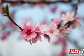 湖南新田：桃花朵朵开 赏花正当时（组图）图片