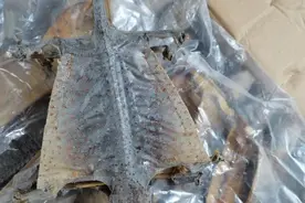 首批1万只干制蛤蚧入渝，快看用来干什么图片
