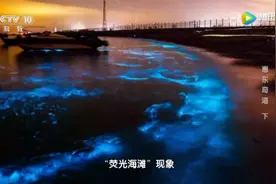 整片海都在发光！广东这里再现“蓝眼泪”奇观图片