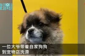 狗子洗澡后太干净判若两狗，结果狗主人当场否认：我的狗没这么白图片