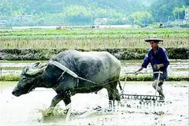 青未了｜牛年牛事图片