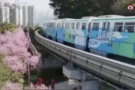 重庆“开往春天的列车”穿梭花海间，外交部发言人华春莹发推点赞图片
