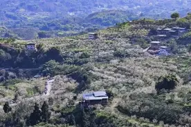 巴南鱼洞百胜村3000亩樱桃基地已花开成海，邀您一同赏花图片