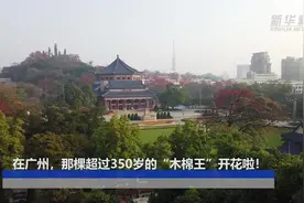 在广州，那棵超过350岁的“木棉王”开花啦！视频封面