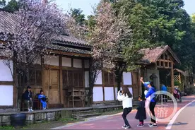 到熊婆婆花园探访春天 留下花开、留下阳光、留下生活的幸福和美好图片