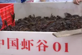 湖北潜江小龙虾陆续上市，虾农：天气暖出虾较早视频封面