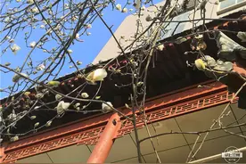 在天水古巷，有一种春天叫玉兰花开……图片