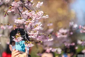 菜花金黄时节防患精神“感冒”，精神疾病发作真有季节性？图片