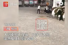 遛狗不拴绳！广西一60斤斗牛发狂扑人，女子保护4岁女孩被咬伤图片