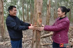 荣县退役军人李兴华 退休后卖房植树造林1500亩图片