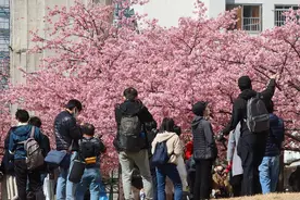日本东京早樱肆意绽放 吸引市民赏花拍照图片
