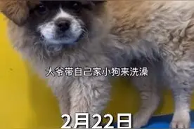 狗狗洗完澡主人不敢认：黄黑花怎么变黄白花了？这不是我的狗图片