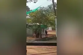 发出痛苦哀嚎！因拒绝服从命令 印度一头大象被训象师疯狂抽打图片