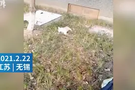 5岁女孩抱着宠物狗从13楼坠下，摔在狗身上受伤，小狗当场死亡图片