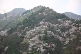 初春的味道丨长沙最西边这山上暗藏万亩野樱花 惊艳了整个春天图片