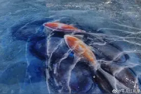 围观！冰封的松花江“游”来两条红鲤鱼图片