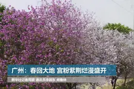 广州：春回大地 宫粉紫荆烂漫盛开视频封面