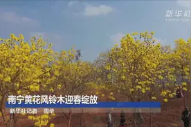 南宁黄花风铃木迎春绽放视频封面